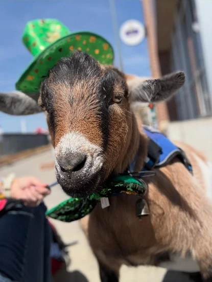 Certified friendly therapy goat dressed in a festive green hat on a sunny hospice visit